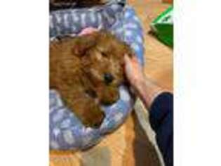 Goldendoodle Puppy for sale in Crown Point, IN, USA