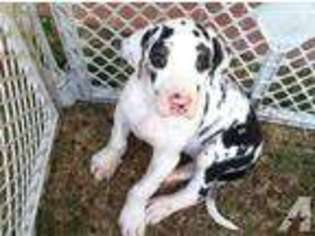 Great Dane Puppy for sale in CORONA, CA, USA
