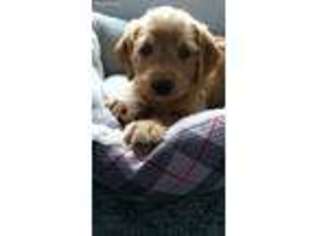 Labradoodle Puppy for sale in Wheaton, MO, USA