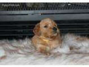 Goldendoodle Puppy for sale in Everton, AR, USA
