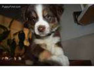 Miniature Australian Shepherd Puppy for sale in Boise, ID, USA