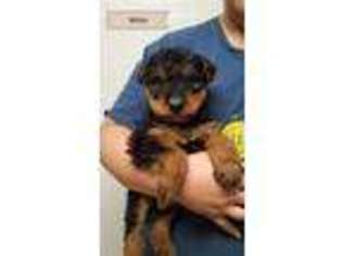 Airedale Terrier Puppy for sale in Roanoke, VA, USA