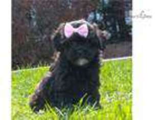 Shih-Poo Puppy for sale in Harrisburg, PA, USA