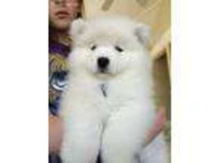 Samoyed Puppy for sale in Hollister, CA, USA