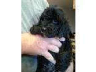 Labradoodle Puppy for sale in Escalon, CA, USA