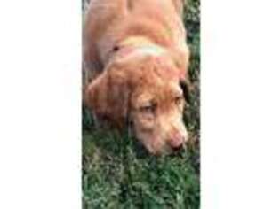 Labrador Retriever Puppy for sale in Goodview, VA, USA