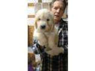 Goldendoodle Puppy for sale in Benton City, WA, USA