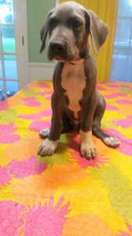 Great Dane Puppy for sale in Angleton, TX, USA