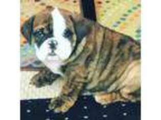 Bulldog Puppy for sale in Orland Park, IL, USA