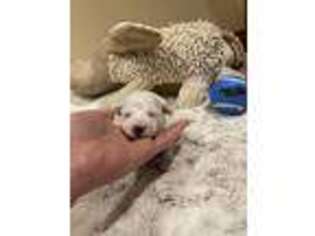 Bichon Frise Puppy for sale in Hopkinsville, KY, USA