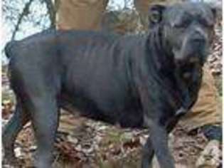 Cane Corso Puppy for sale in WARREN, OH, USA