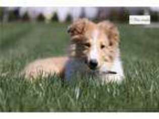 Collie Puppy for sale in Battle Creek, MI, USA