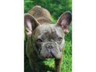 French Bulldog Puppy for sale in Canon City, CO, USA