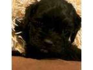 Cocker Spaniel Puppy for sale in Selma, OR, USA