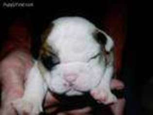 Bulldog Puppy for sale in Villa Ridge, MO, USA