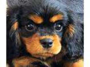 Cavalier King Charles Spaniel Puppy for sale in Bellevue, WA, USA