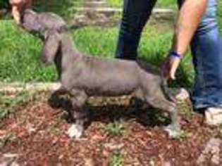 Great Dane Puppy for sale in MIAMI, FL, USA