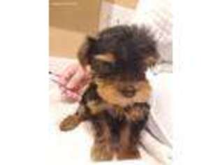 Yorkshire Terrier Puppy for sale in Mentone, CA, USA
