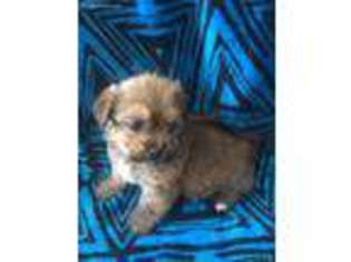 Yorkshire Terrier Puppy for sale in Muskegon, MI, USA