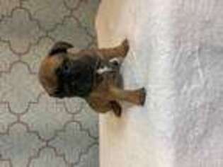 French Bulldog Puppy for sale in East Haven, CT, USA