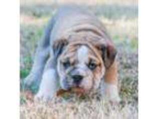 Bulldog Puppy for sale in Brighton, TN, USA