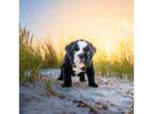 Bulldog Puppy for sale in Tampa, FL, USA