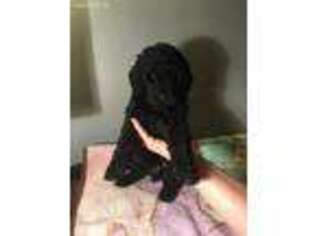 Goldendoodle Puppy for sale in Seymour, CT, USA