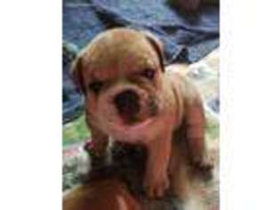 Bulldog Puppy for sale in Millerstown, PA, USA