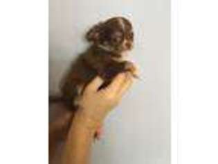 Chihuahua Puppy for sale in Mancelona, MI, USA