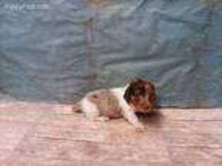 Dachshund Puppy for sale in Waynesboro, TN, USA