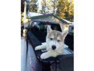 Siberian Husky Puppy for sale in La Pine, OR, USA