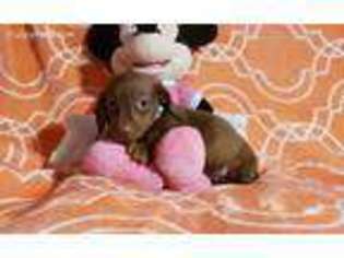Dachshund Puppy for sale in White Springs, FL, USA