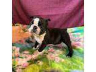 Boston Terrier Puppy for sale in Falling Waters, WV, USA