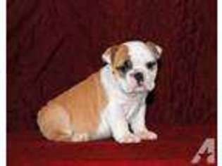 Bulldog Puppy for sale in ROCK SPRING, GA, USA