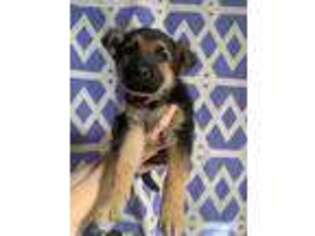 German Shepherd Dog Puppy for sale in Valley Center, KS, USA