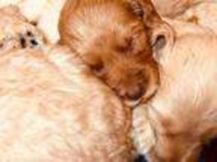 Goldendoodle Puppy for sale in Tallapoosa, GA, USA