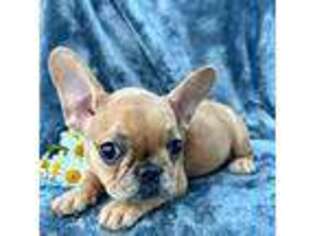 French Bulldog Puppy for sale in Billings, MO, USA