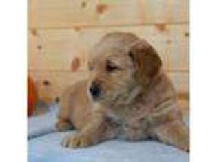 Golden Retriever Puppy for sale in Elkton, KY, USA