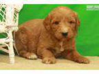 Labradoodle Puppy for sale in Oklahoma City, OK, USA