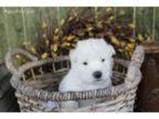 Siberian Husky Puppy for sale in Albany, NY, USA