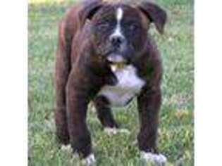 American Bulldog Puppy for sale in Richfield, UT, USA