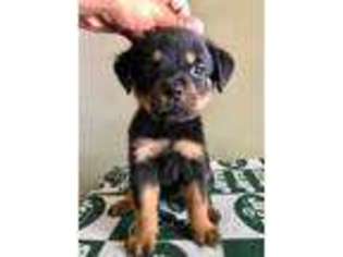 Rottweiler Puppy for sale in Antioch, CA, USA