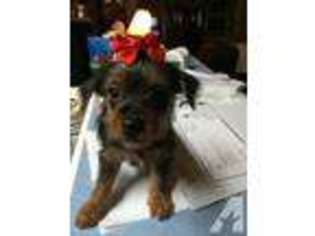 Yorkshire Terrier Puppy for sale in DENTON, TX, USA