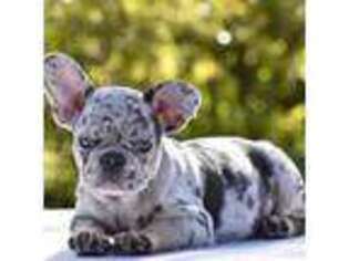 French Bulldog Puppy for sale in Berino, NM, USA