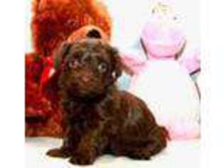 Havanese Puppy for sale in Piedmont, SC, USA