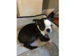 Boston Terrier Puppy for sale in Wethersfield, CT, USA