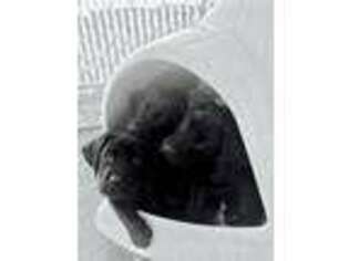 Labrador Retriever Puppy for sale in Lake Havasu City, AZ, USA