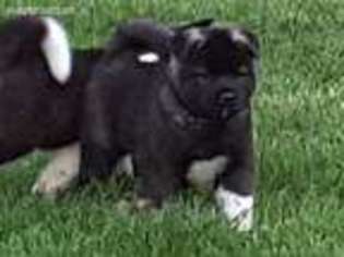 Akita Puppy for sale in Raleigh, NC, USA