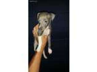 Italian Greyhound Puppy for sale in Camden, SC, USA