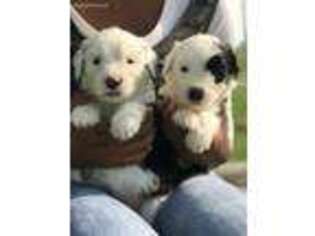 Old English Sheepdog Puppy for sale in Bryant, IN, USA